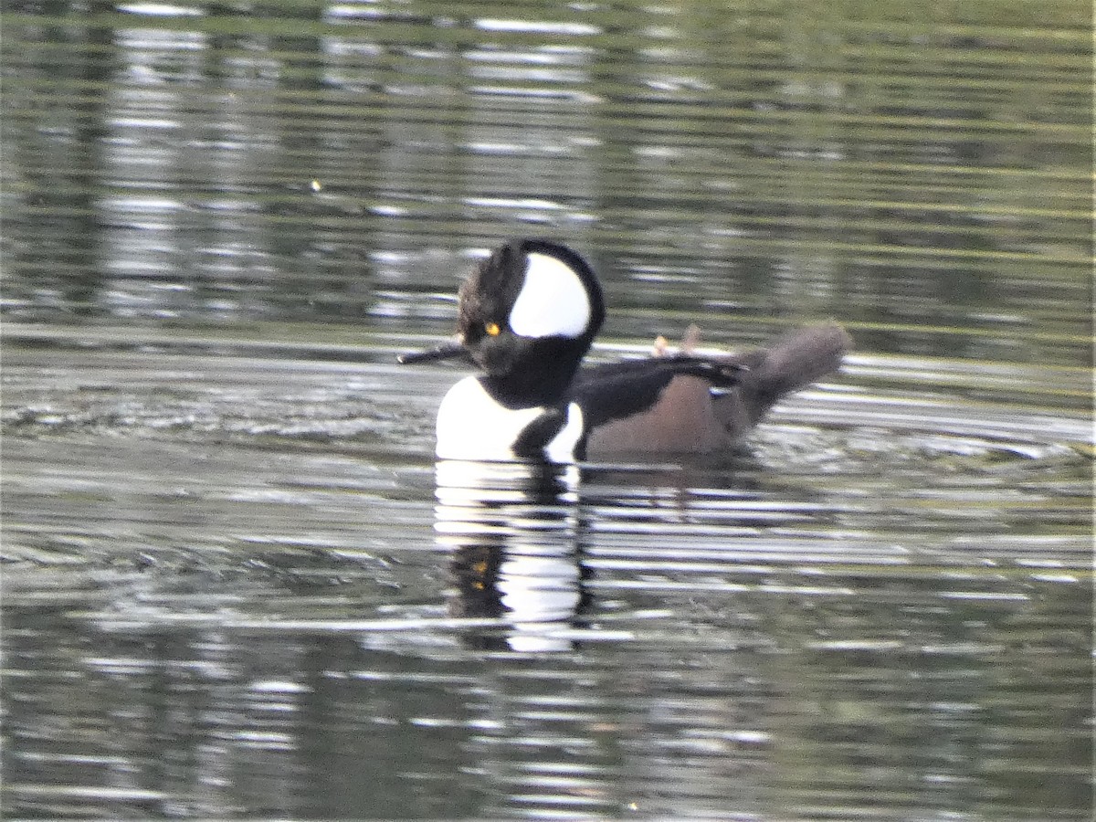 Hooded Merganser - ML628239918