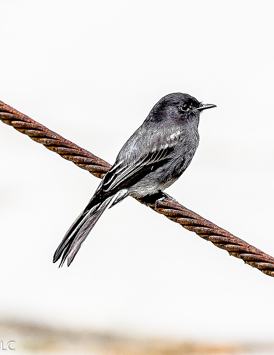 Black Phoebe (Northern) - ML628239919