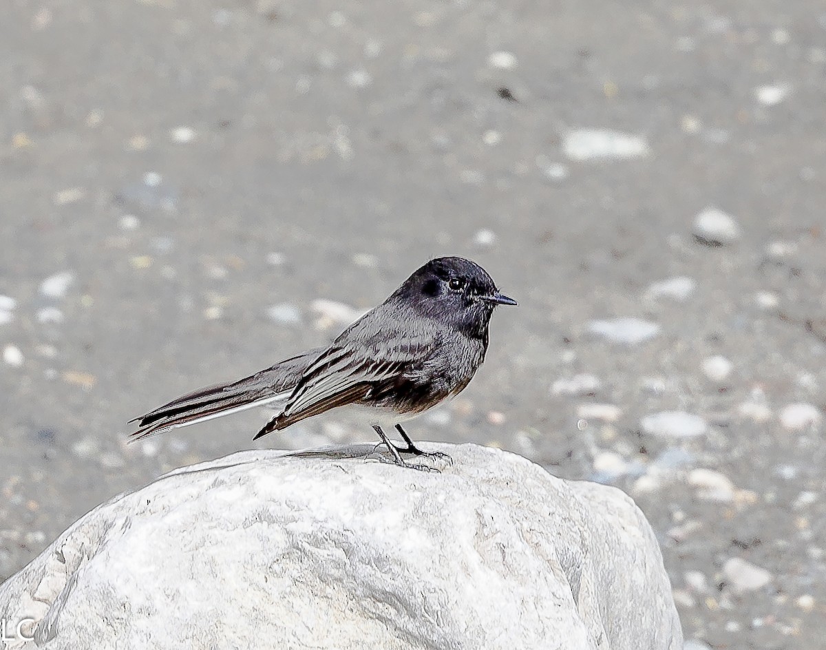 Black Phoebe (Northern) - ML628239920