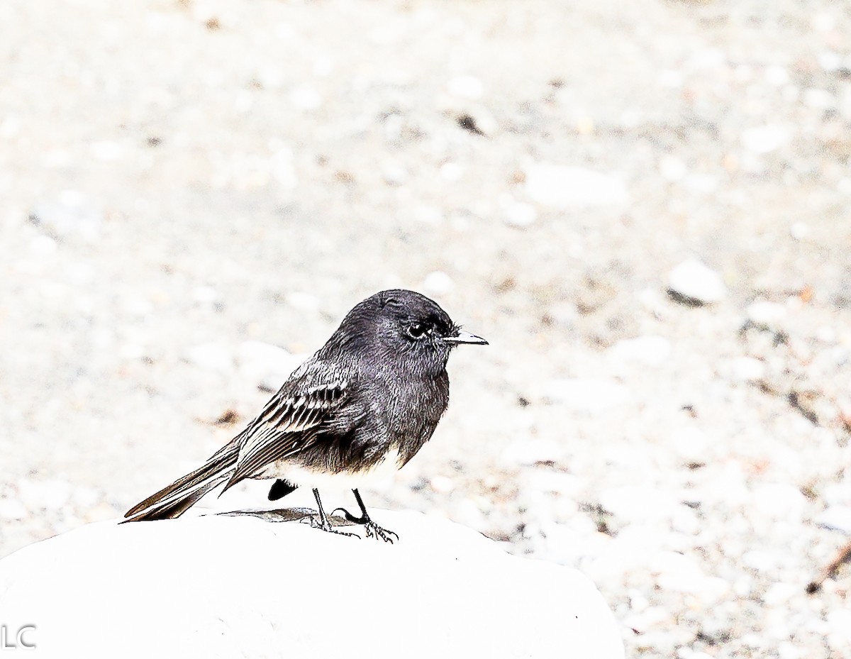 Black Phoebe (Northern) - ML628239922