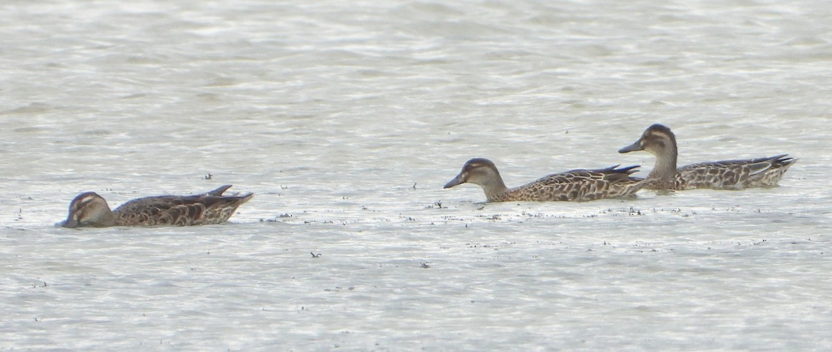 Garganey - ML628239937