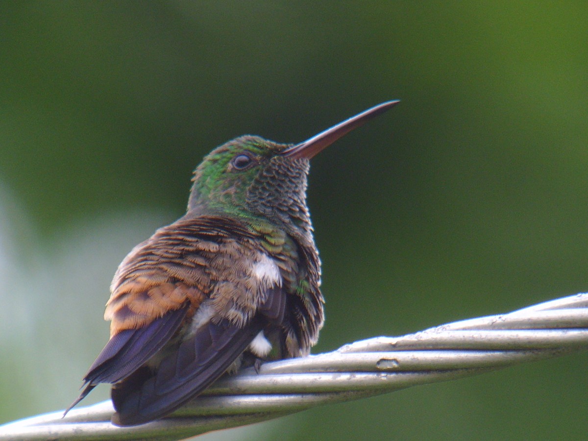 Copper-rumped Hummingbird - ML628239945