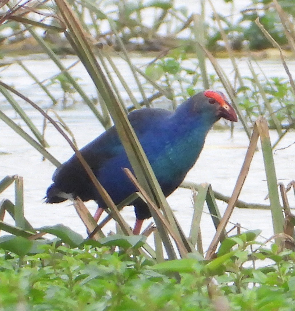 Gray-headed Swamphen - ML628239947