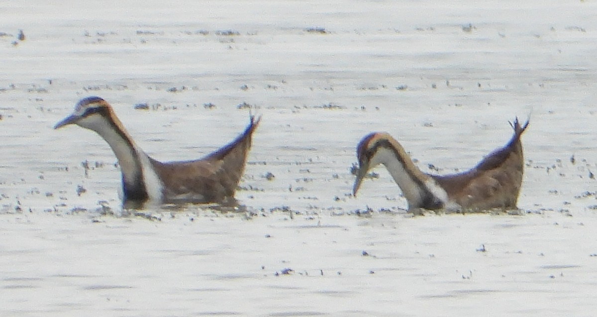 Pheasant-tailed Jacana - ML628239959