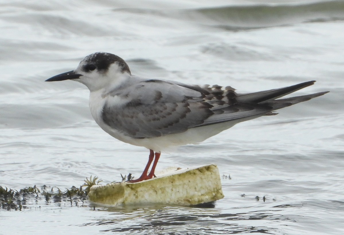 Whiskered Tern - ML628239966