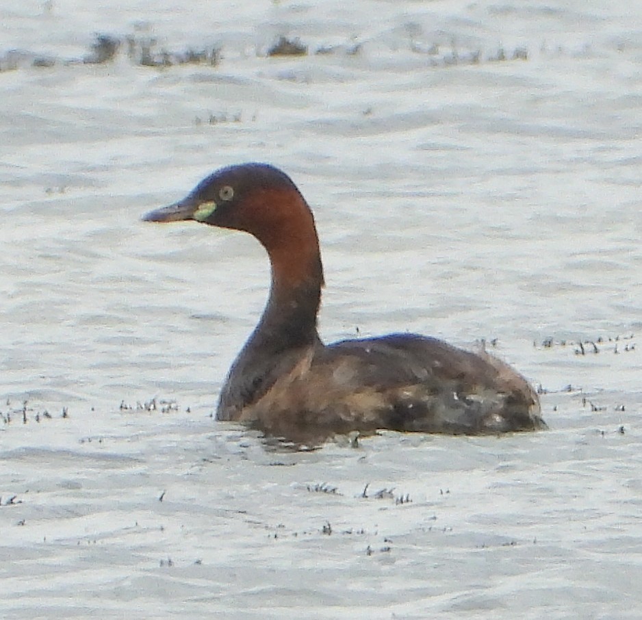 Little Grebe - ML628239976