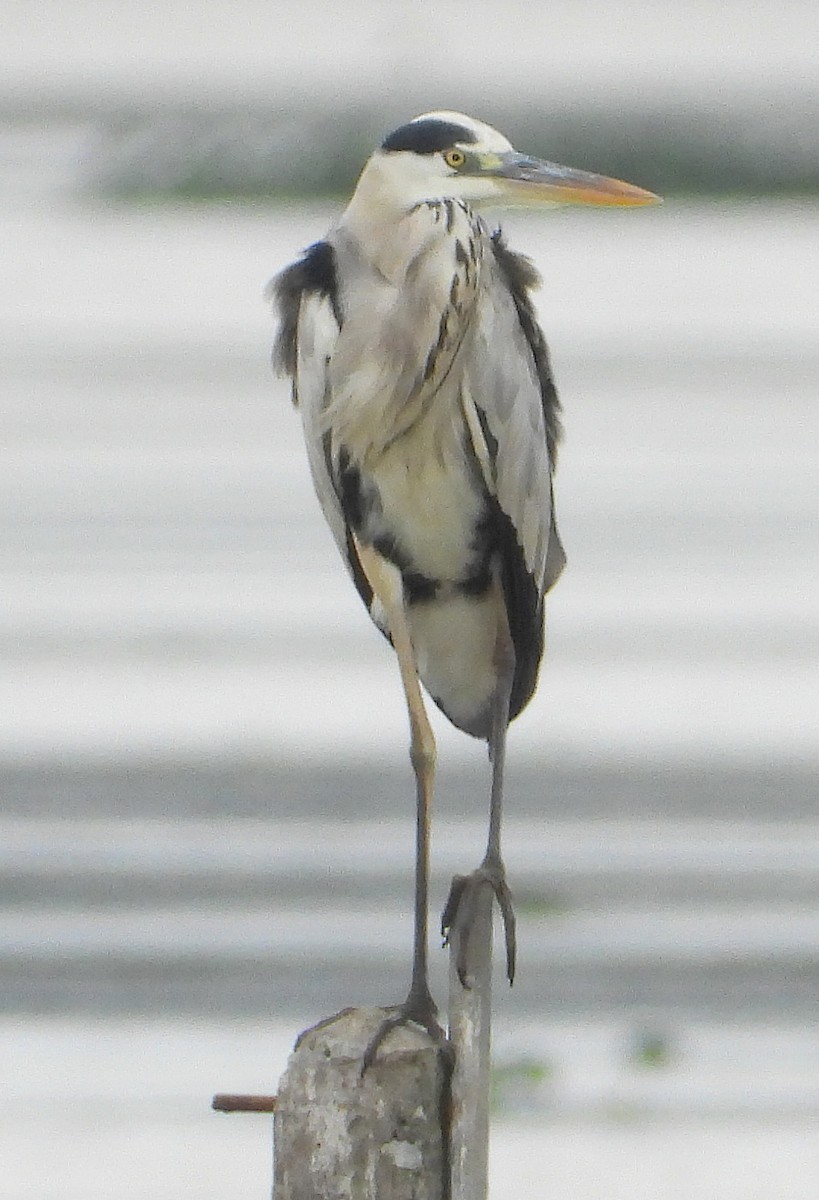 Gray Heron - ML628239985