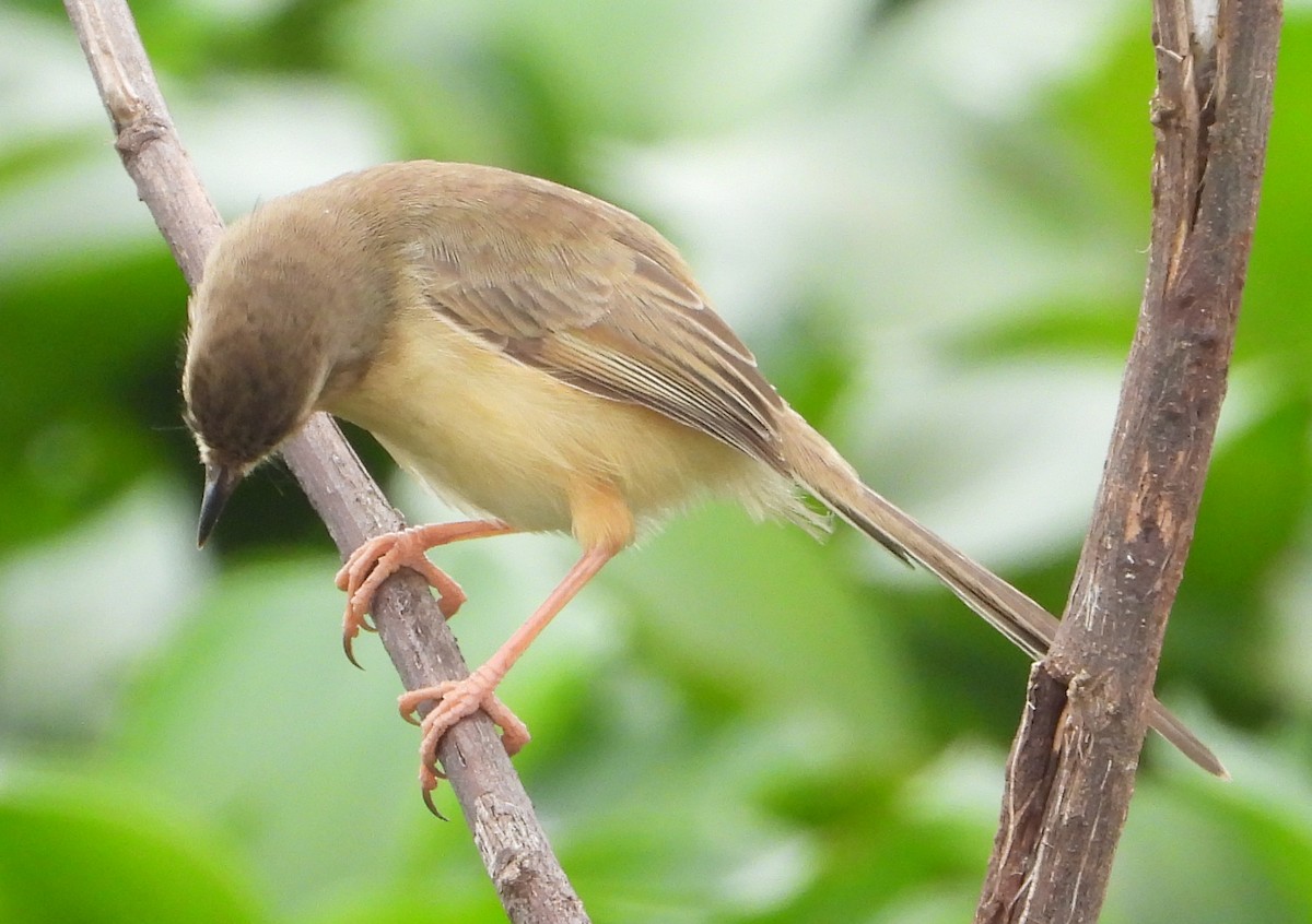 Plain Prinia - ML628240001