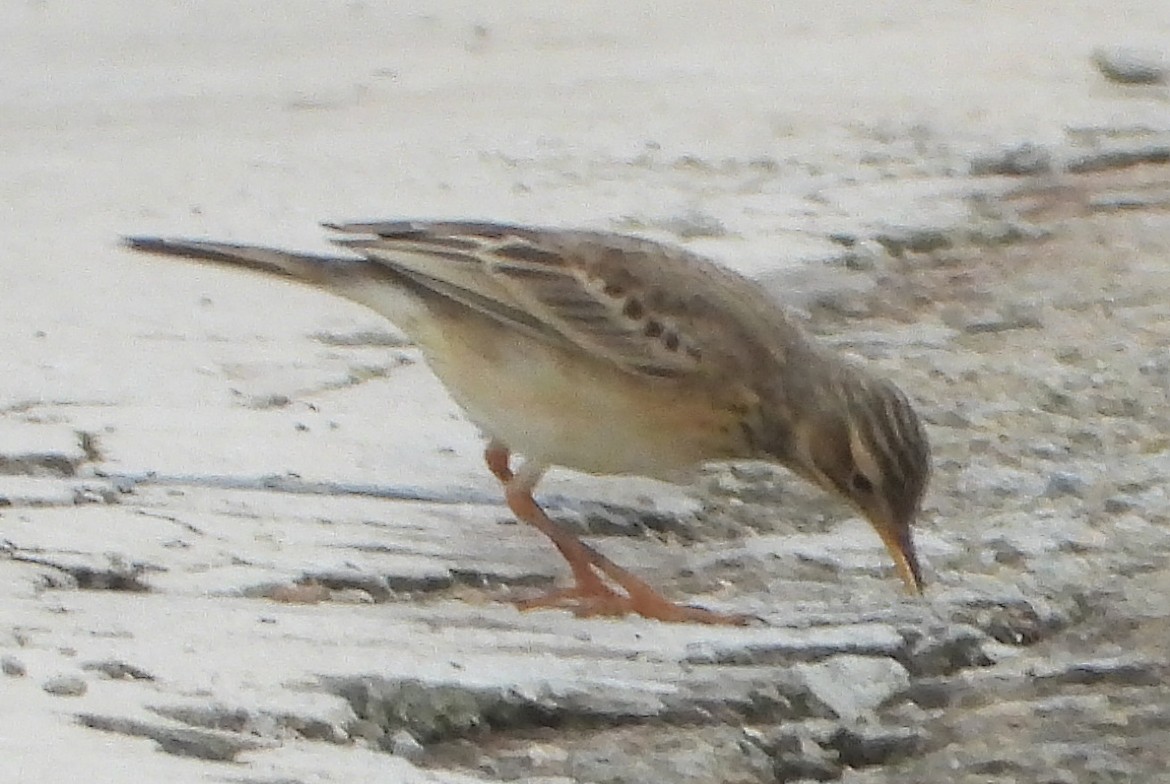 Paddyfield Pipit - ML628240008