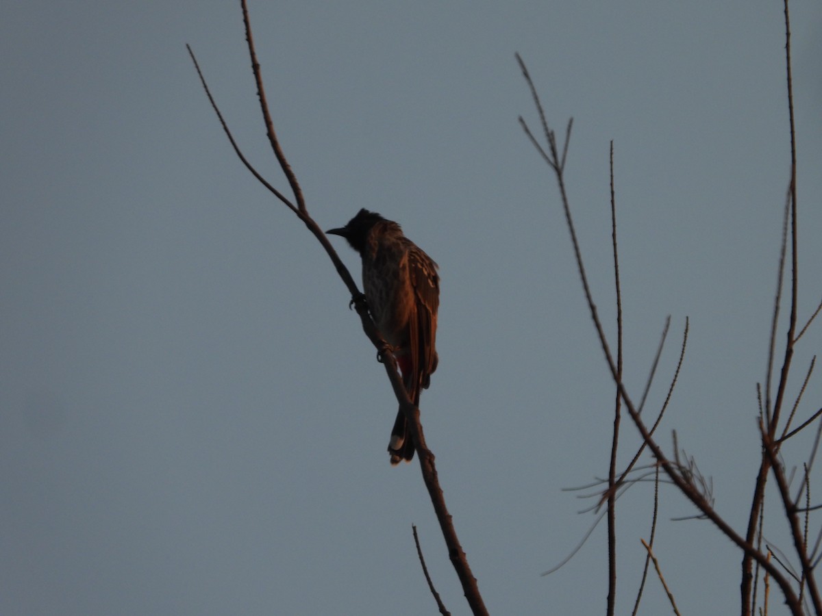 Red-vented Bulbul - Hakimuddin F Saify