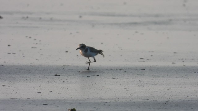 Kentish Plover - ML628240153