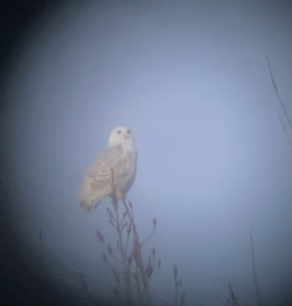 Snowy Owl - ML628240164