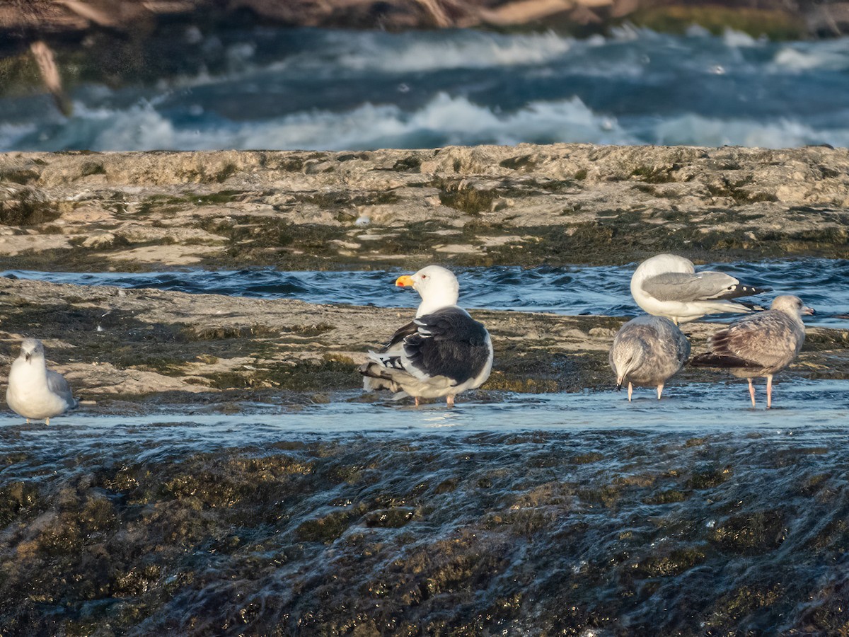 Great Black-backed Gull - ML628240193