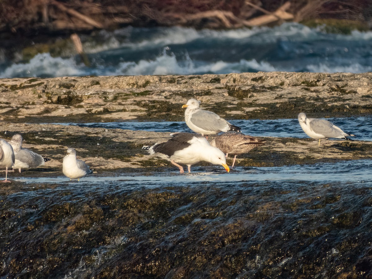 Great Black-backed Gull - ML628240194