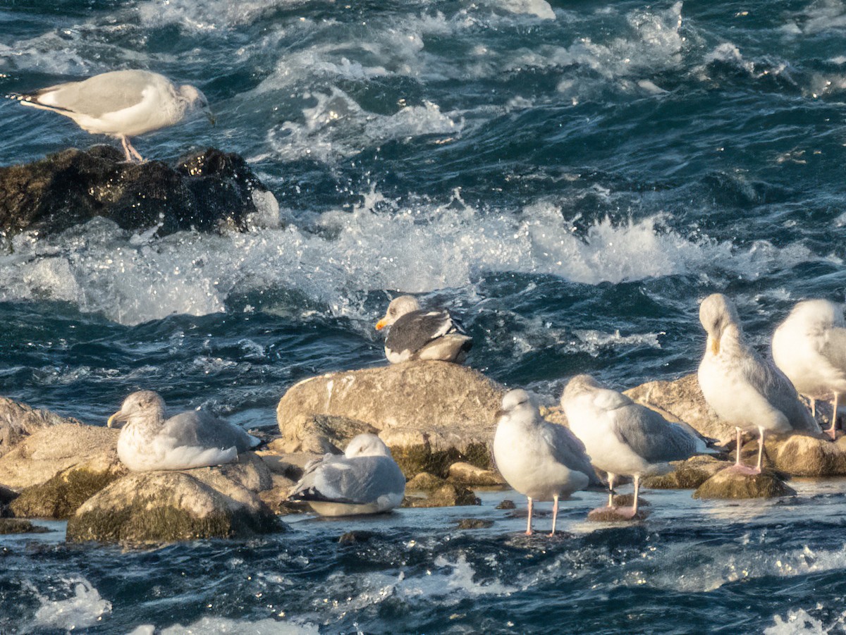 Lesser Black-backed Gull - ML628240205