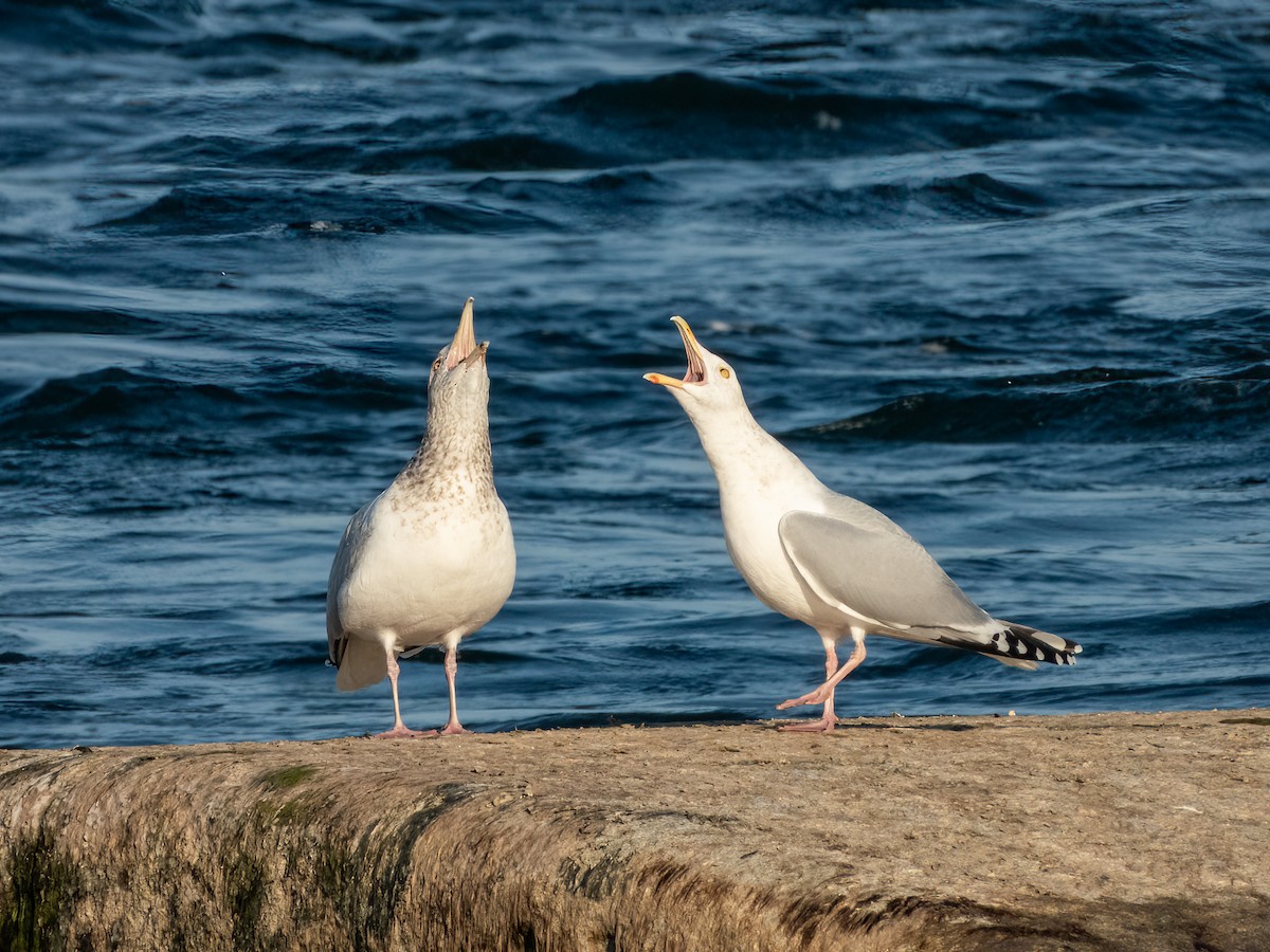 American Herring Gull - ML628240212