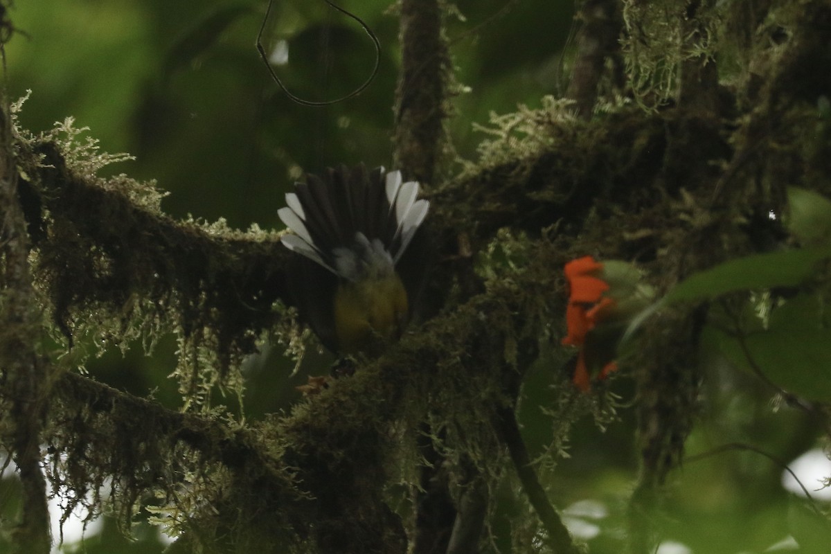 Черногорлая канделита - ML628240244