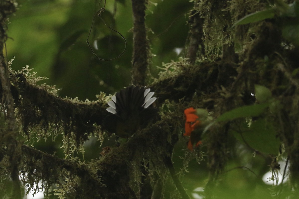 Черногорлая канделита - ML628240245