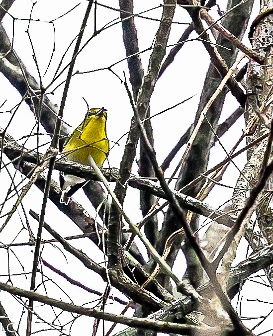 Yellow-throated Vireo - ML628240270