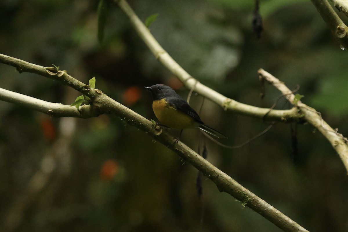 Черногорлая канделита - ML628240306