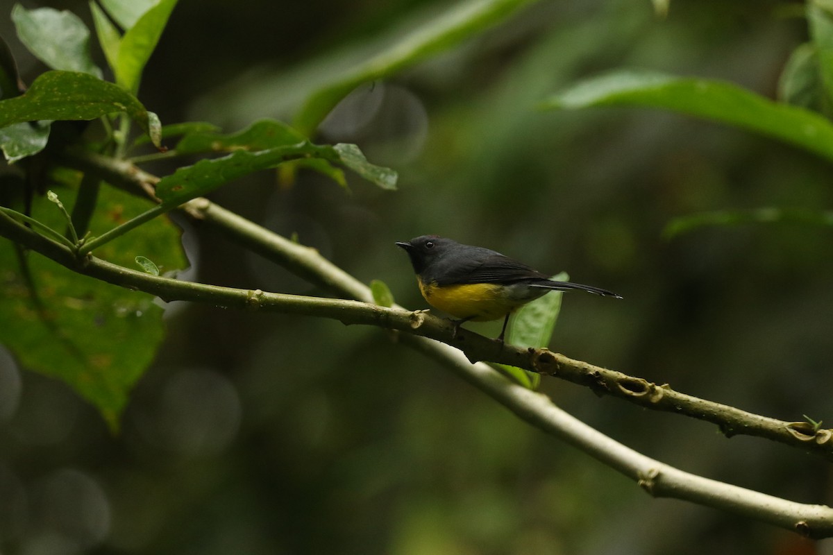 Черногорлая канделита - ML628240307