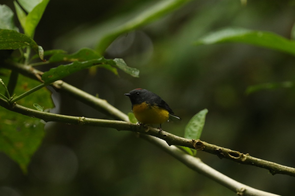 Черногорлая канделита - ML628240308