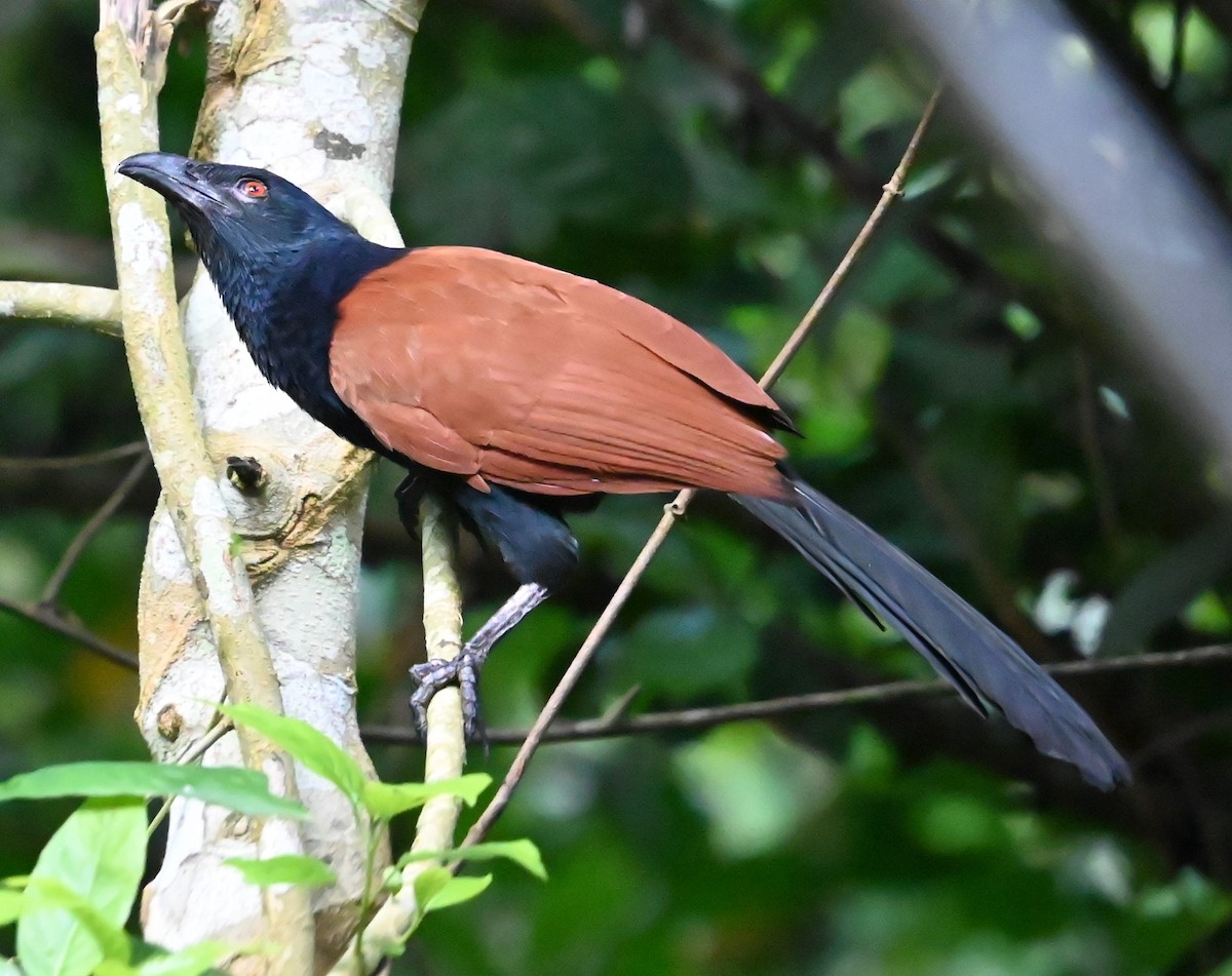 Greater Coucal - ML628240325
