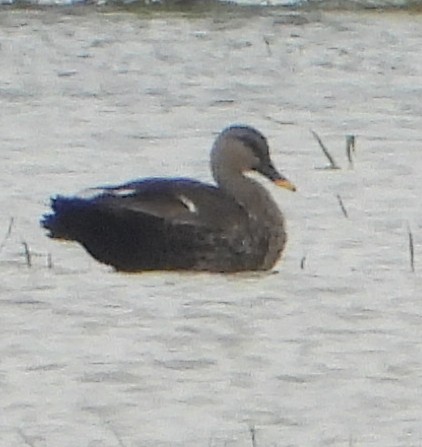 Indian Spot-billed Duck - ML628240379