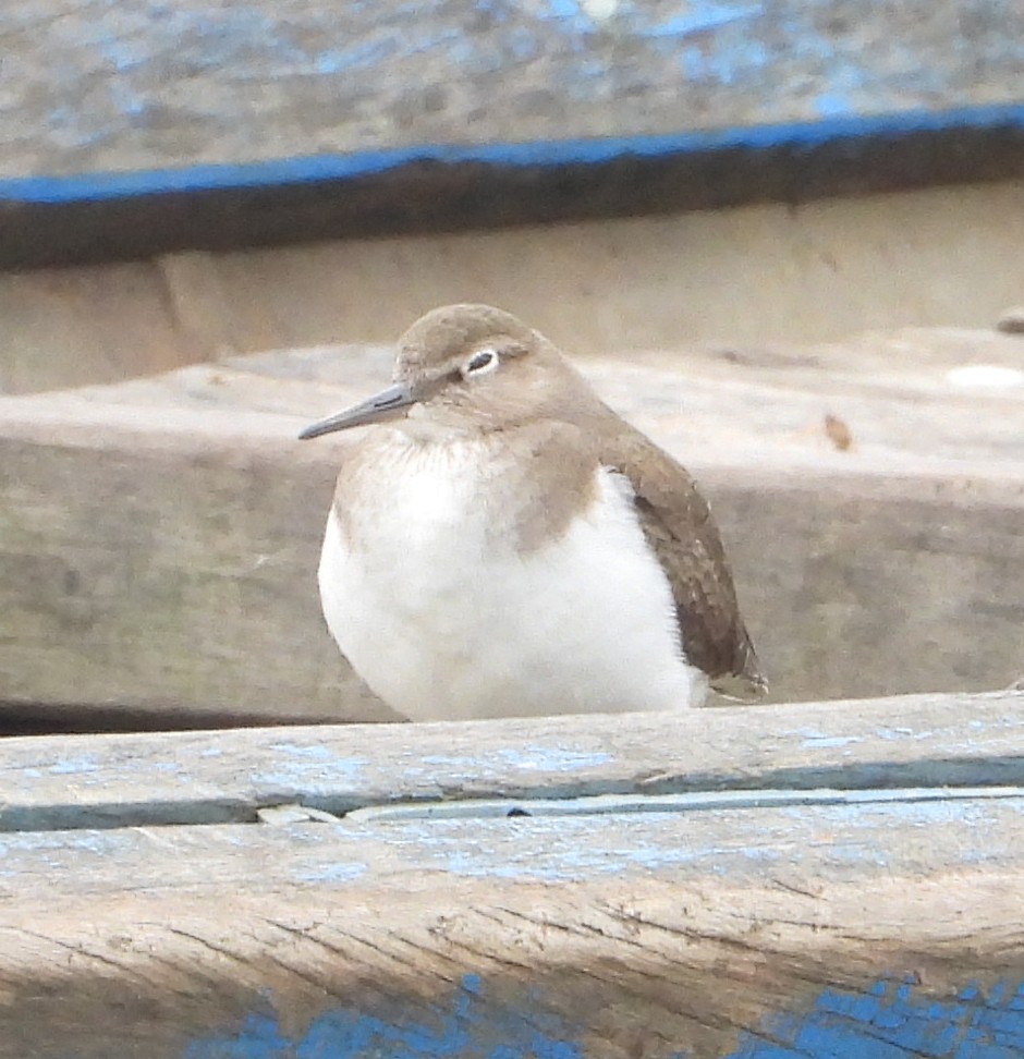 Common Sandpiper - ML628240389