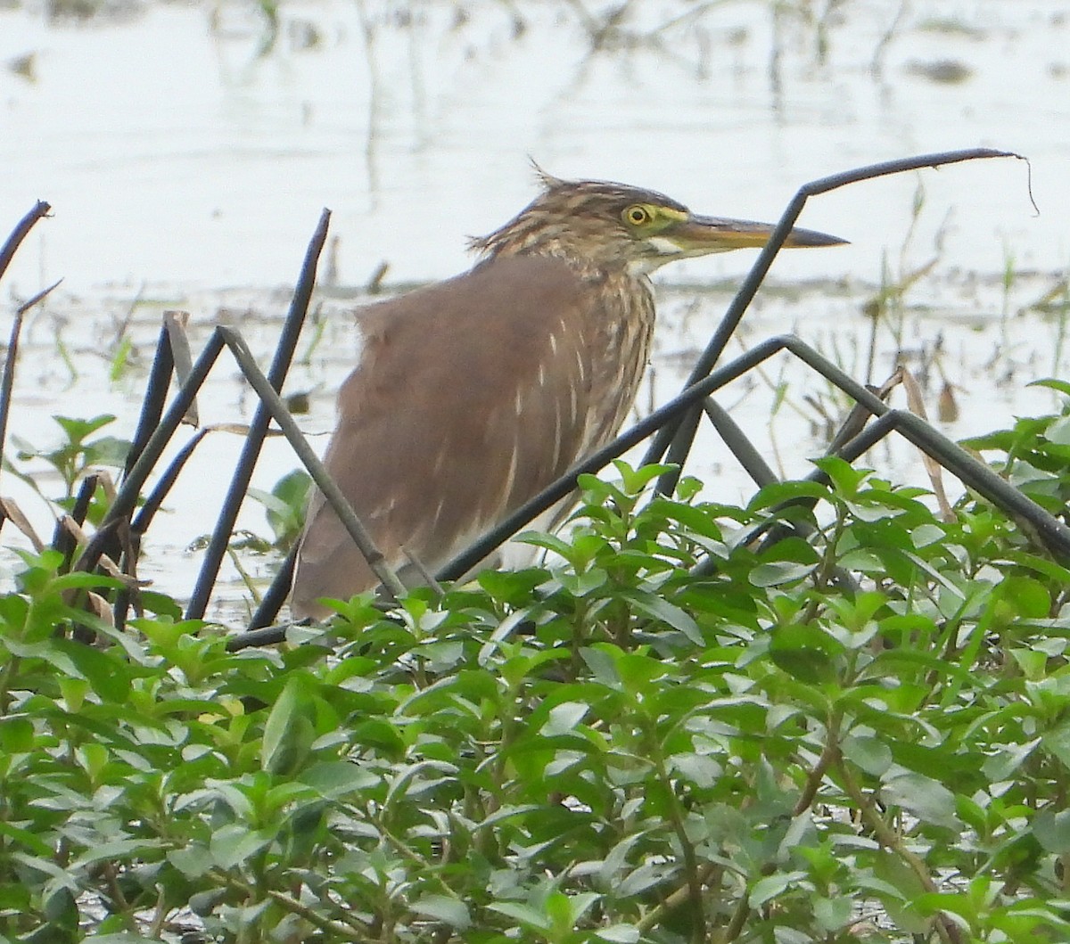 Chinese Pond-Heron - ML628240411