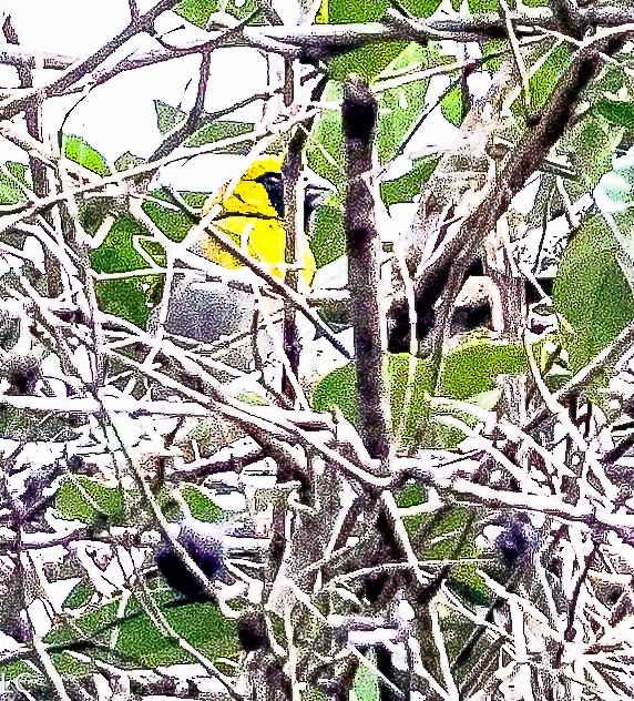 Black-faced Grosbeak - ML628240440