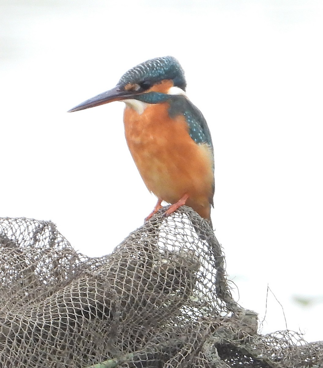 Common Kingfisher - ML628240448