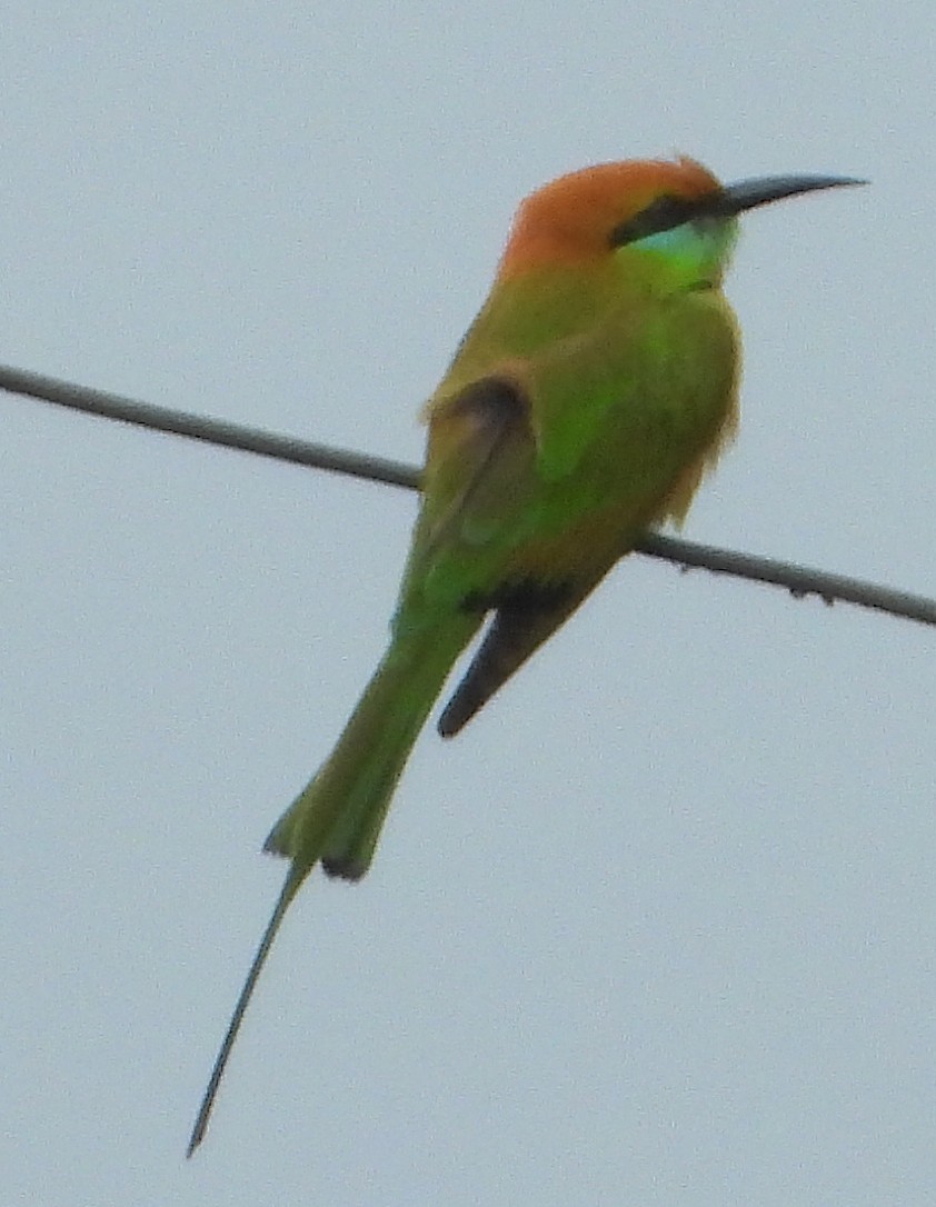 Asian Green Bee-eater - ML628240470