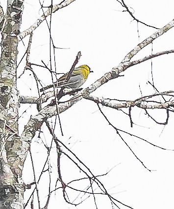 Black-faced Grosbeak - ML628240508