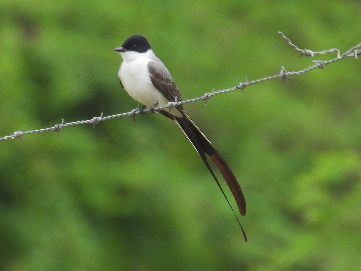 Fork-tailed Flycatcher - ML628240569