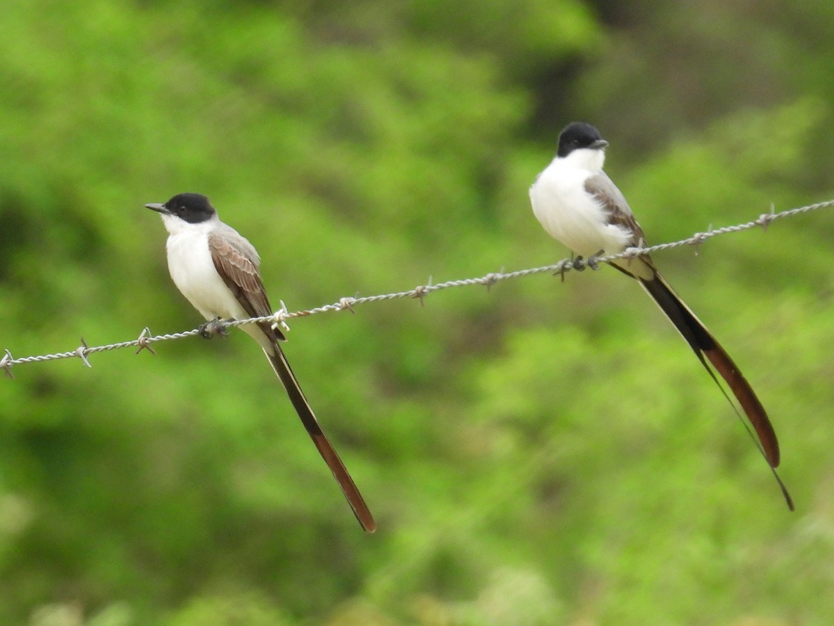 Fork-tailed Flycatcher - ML628240570