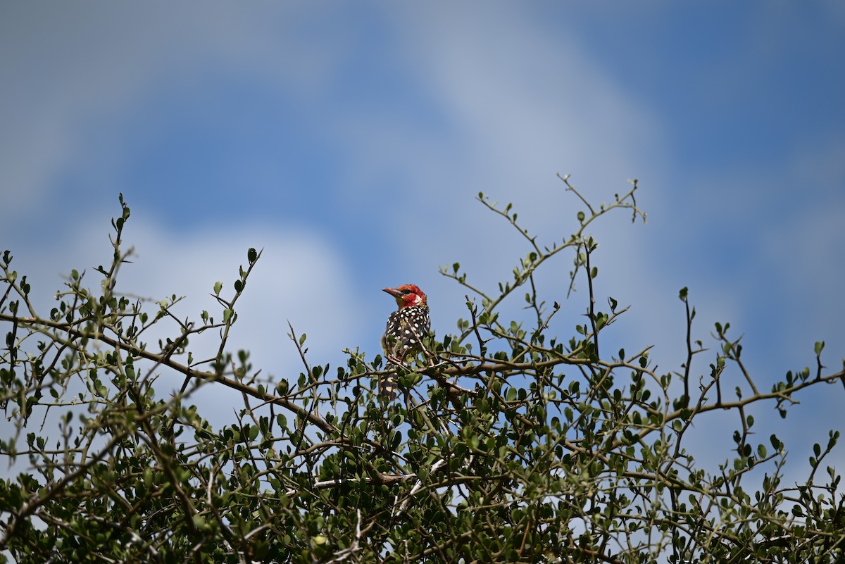 Red-and-yellow Barbet - ML628240585