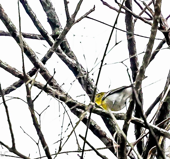 Yellow-throated Vireo - ML628240659