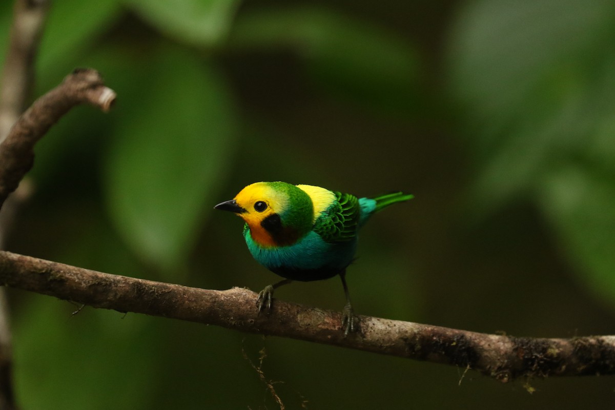 Multicolored Tanager - ML628240752