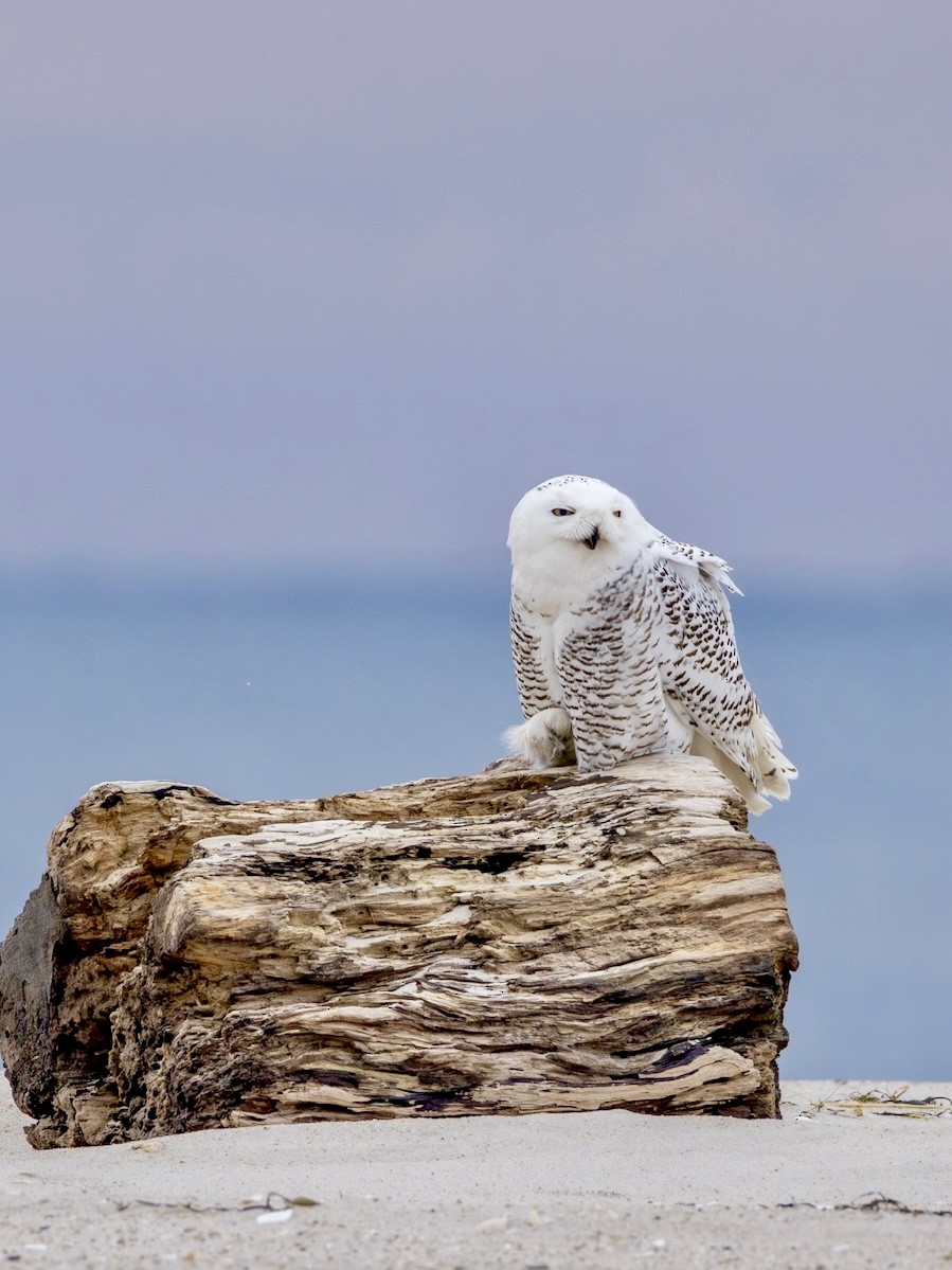 Snowy Owl - ML628240793