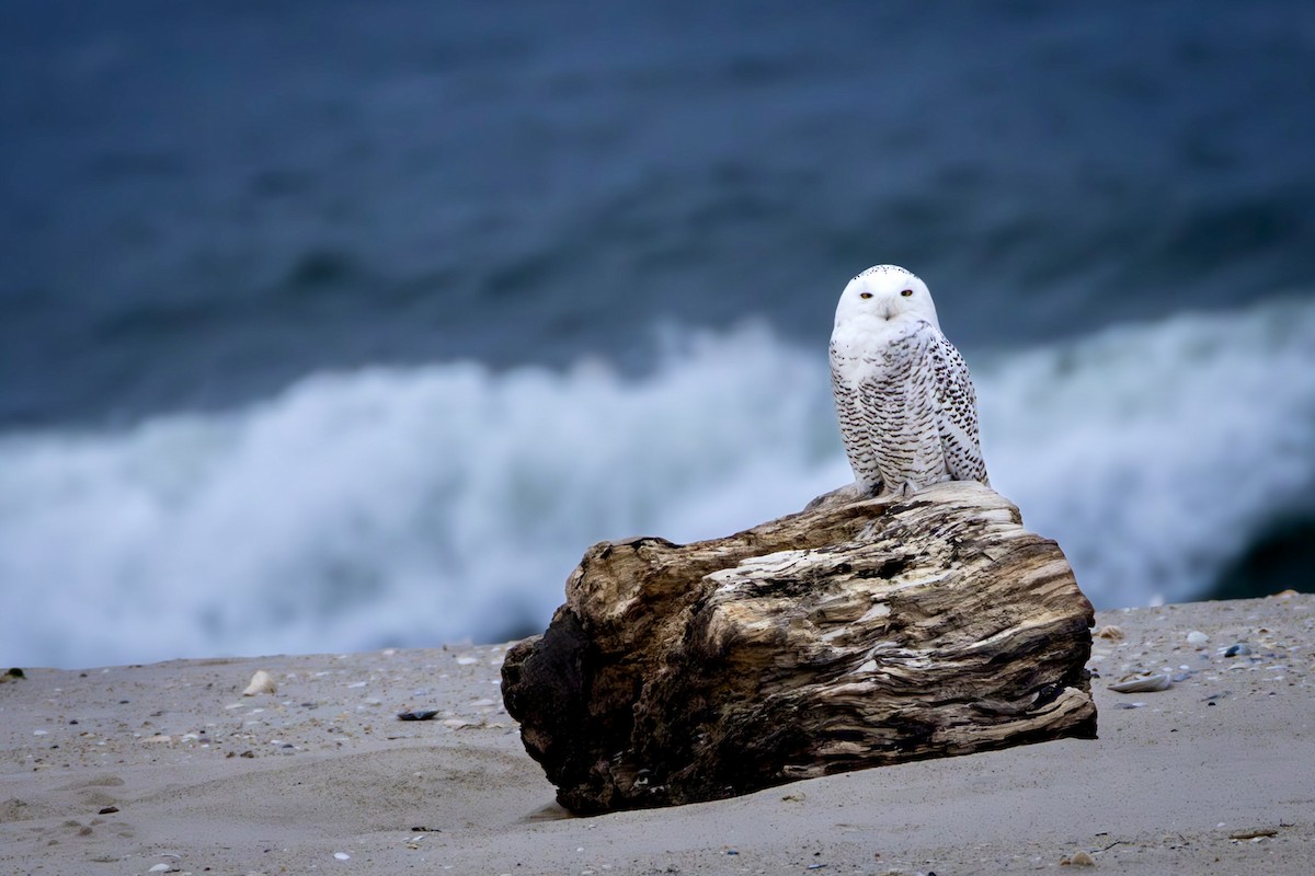 Snowy Owl - ML628240794