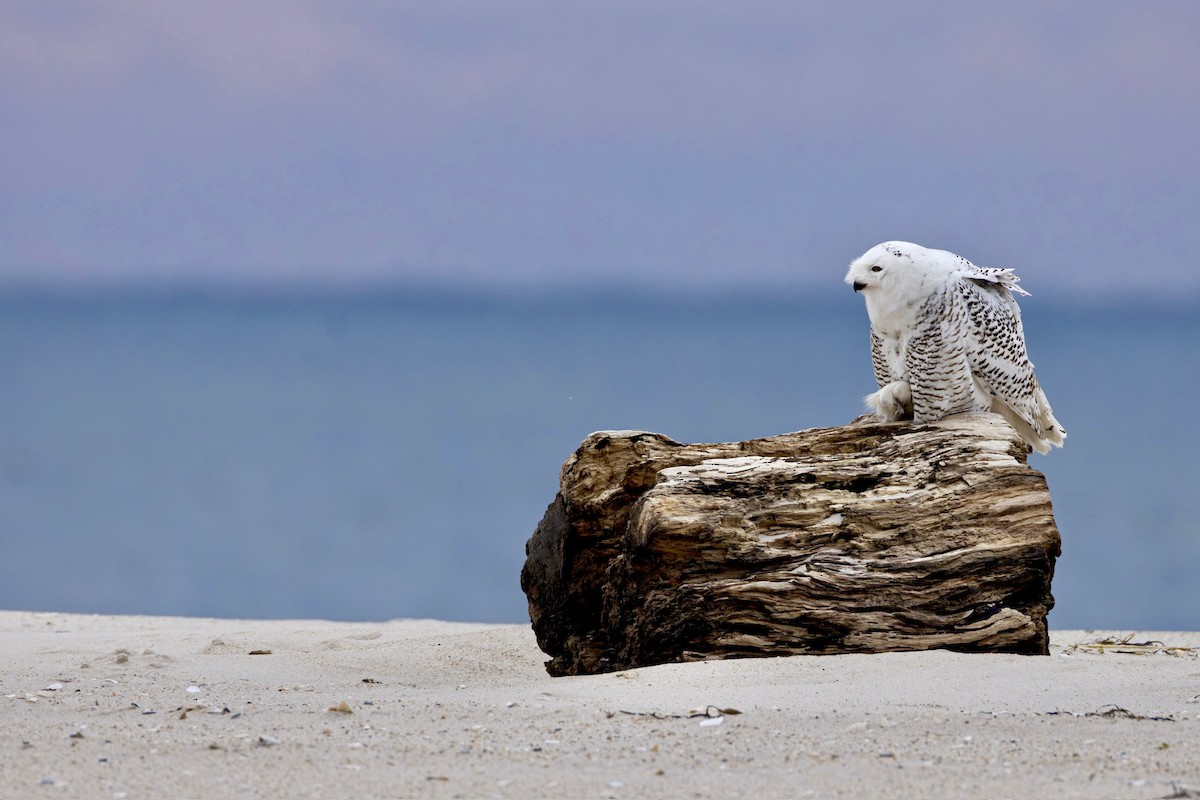 Snowy Owl - ML628240795