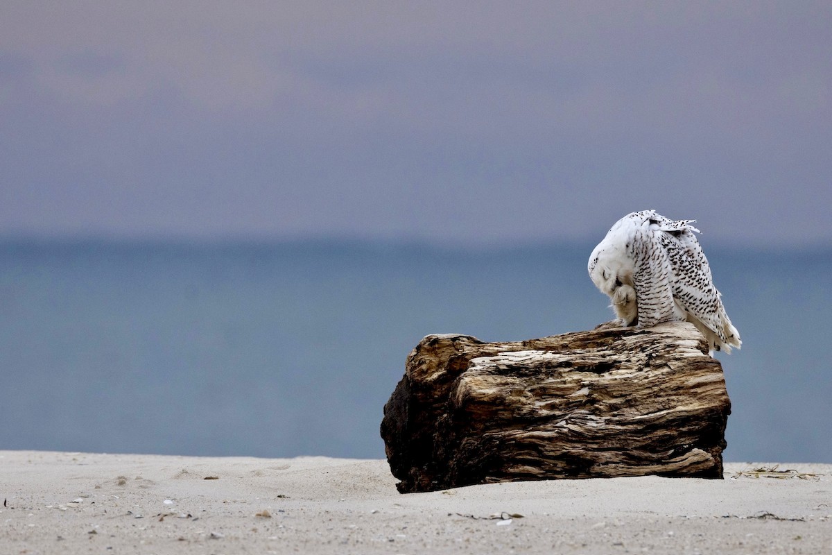 Snowy Owl - ML628240796