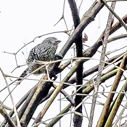 Barred Antshrike - ML628240828