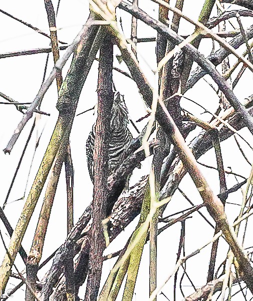 Barred Antshrike - ML628240829