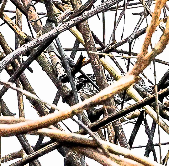 Barred Antshrike - ML628240832