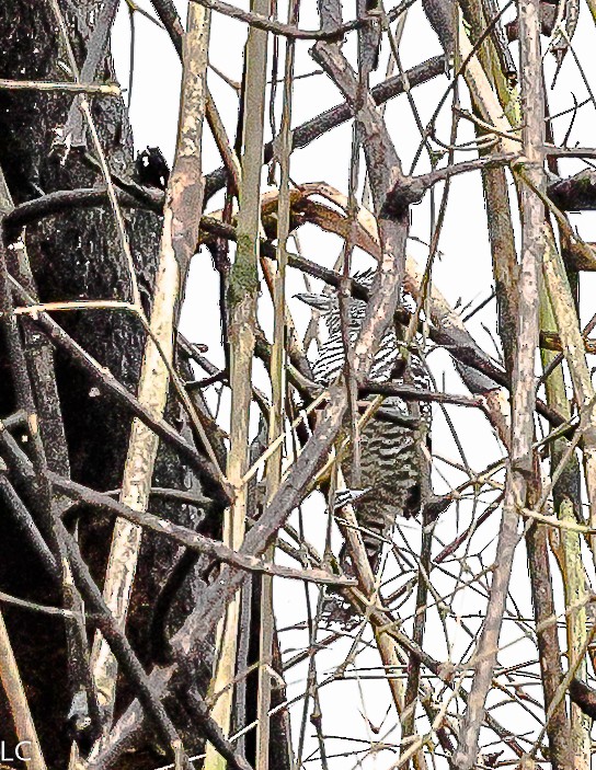 Barred Antshrike - ML628240833