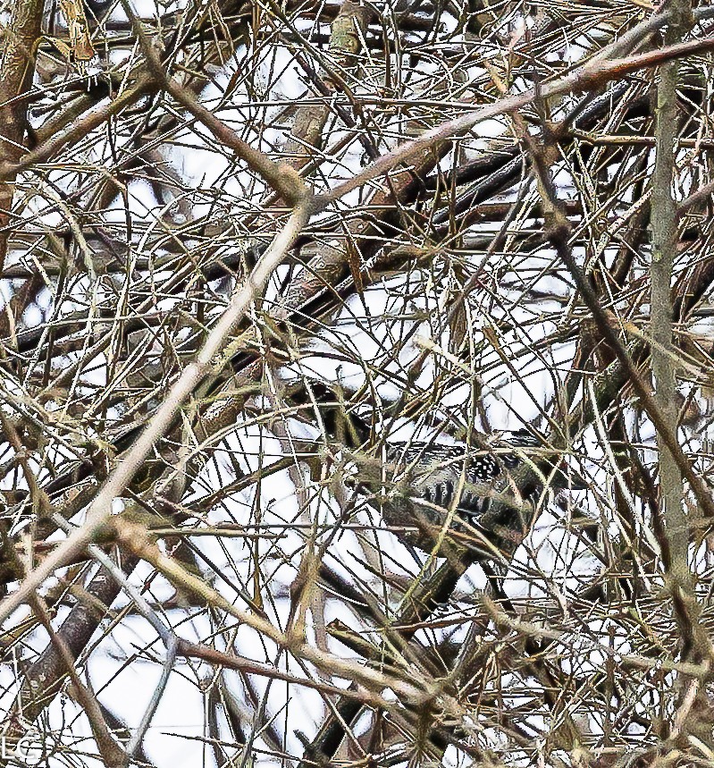 Barred Antshrike - ML628240834