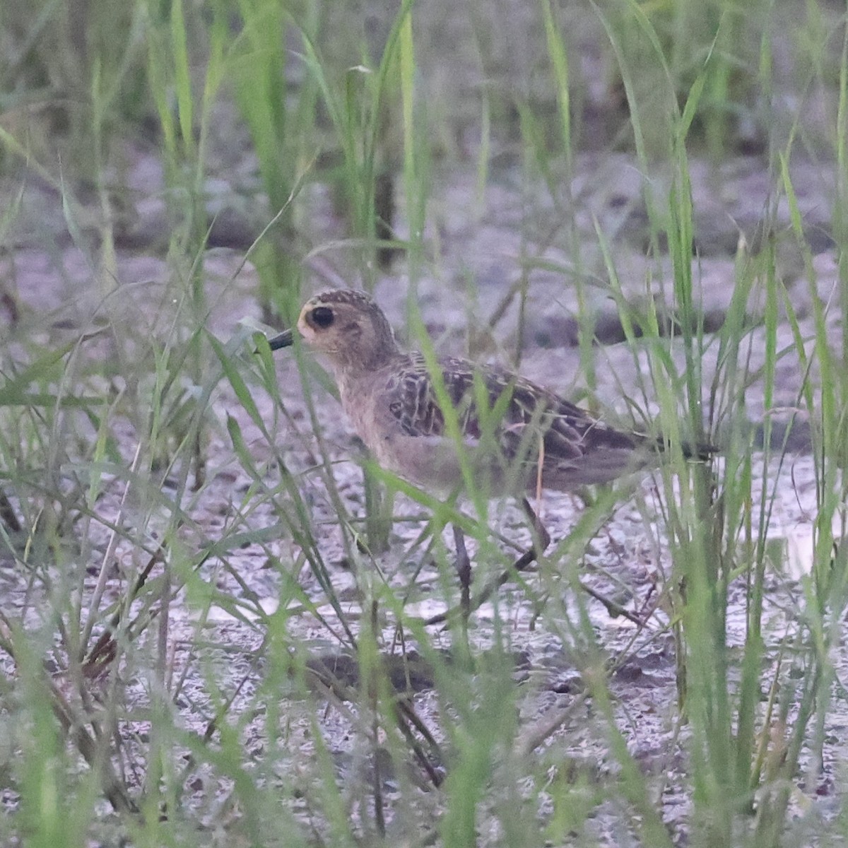Pacific Golden-Plover - ML628240854