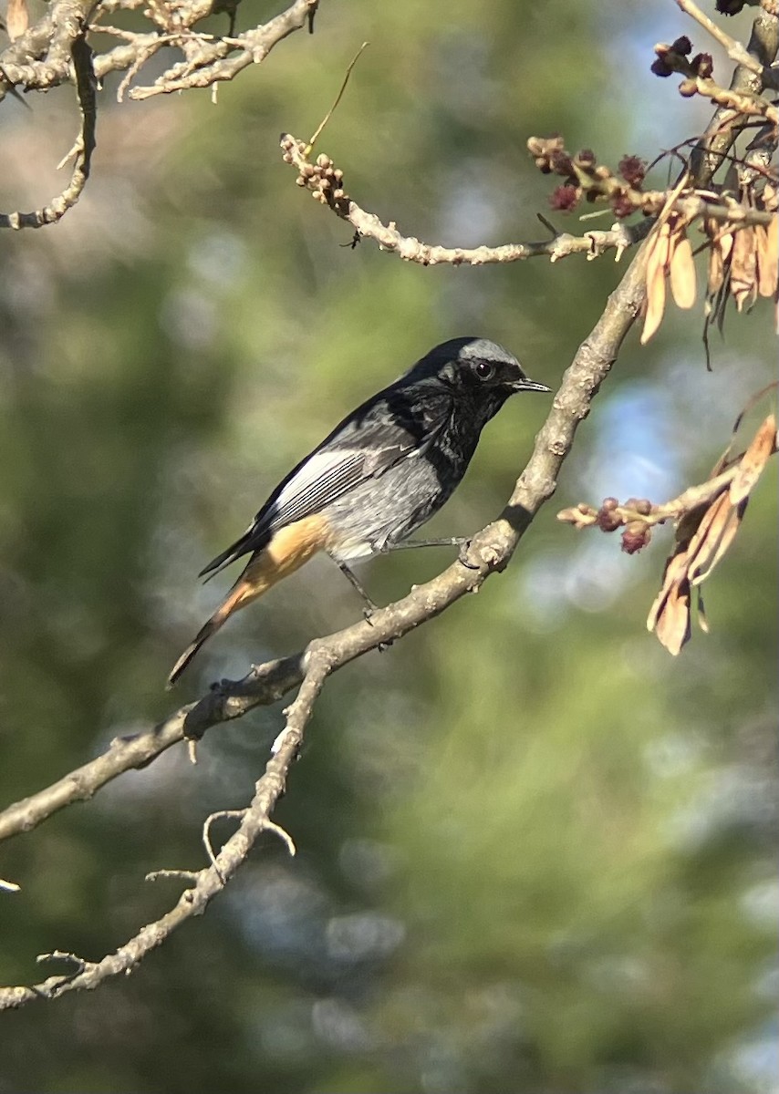 Black Redstart - ML628241049